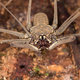 Image for article titled These Spiders Love Each Other But I Still Hate Them